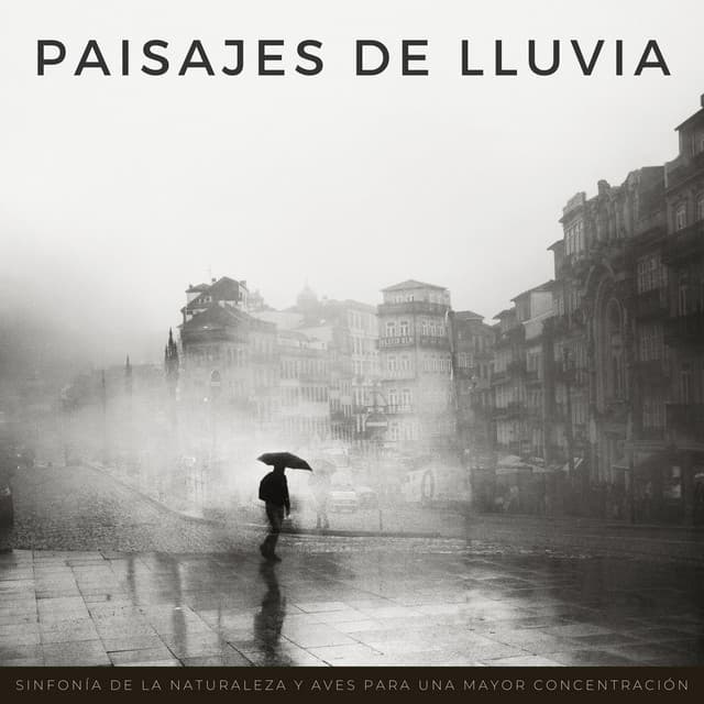 Paisajes De Lluvia: Sinfonía De La Naturaleza Y Aves Para Una Mayor Concentración - Relajarse Lluvia