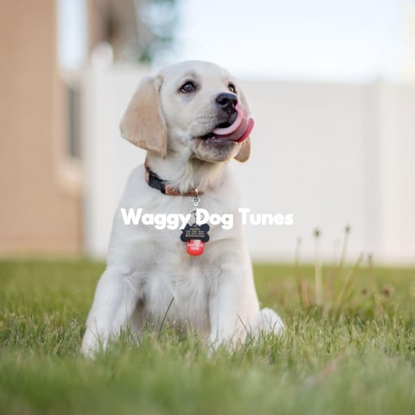 Waggy Dog Tunes - Calming Dog Jazz