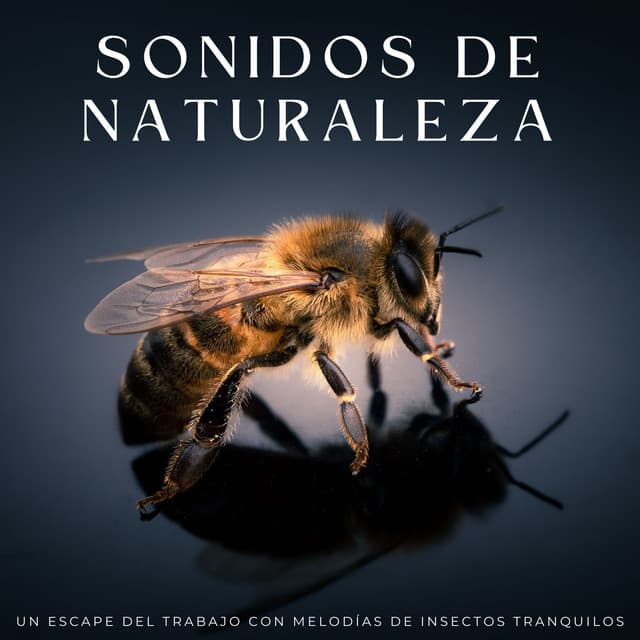 Sonidos De Naturaleza: Un Escape Del Trabajo Con Melodías De Insectos Tranquilos - Sonidos Relajantes de Naturaleza