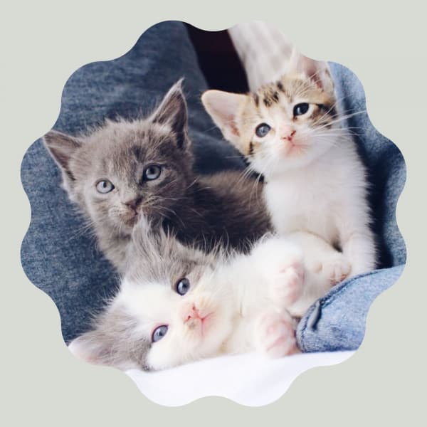 Music for Classic with Cats - Soprano Sax Solo - Relaxing Music for Cats