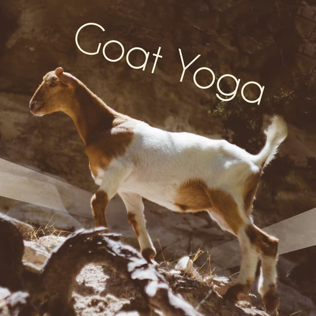 Goat Yoga: Best Background Yoga Music for Goat Yoga Classes - Mindfulness Mind Body Space