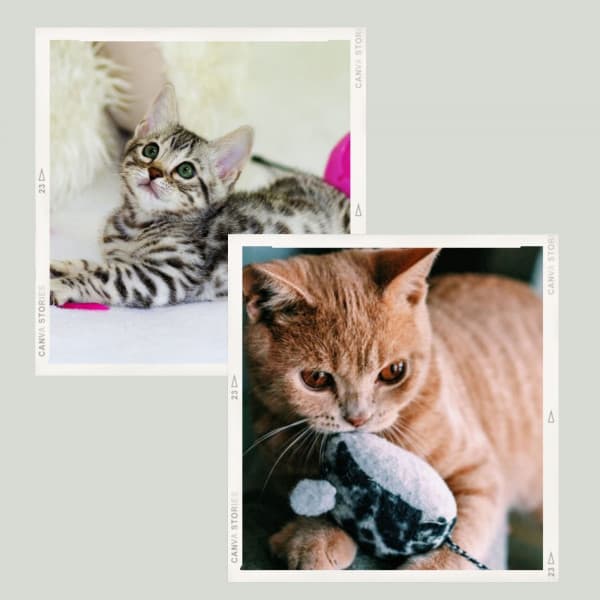 Quintet Jazz - Cat Relax