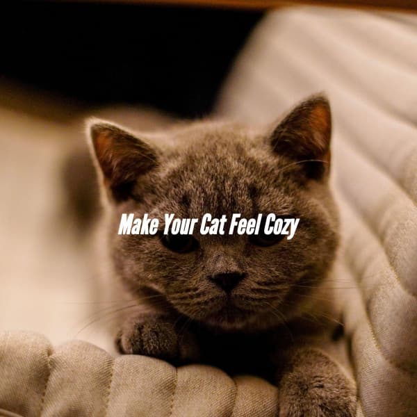 Make Your Cat Feel Cozy - New York Jazz Trio