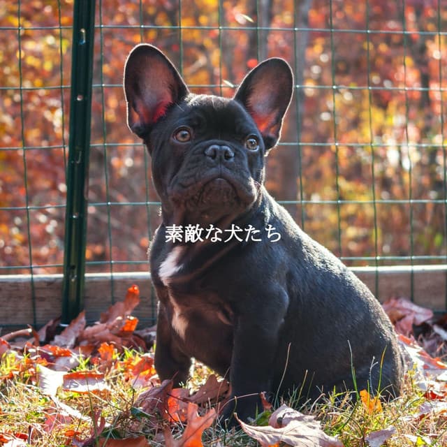 素敵な犬たち - Bebop Jazz