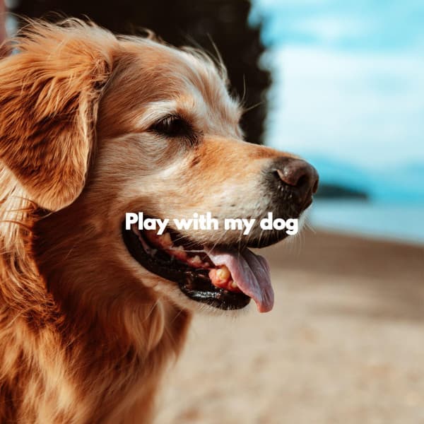 Play with my dog - Bossa Nova Project