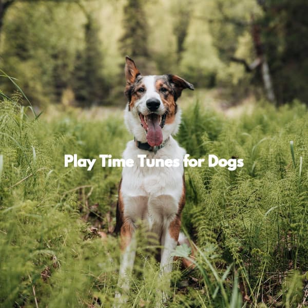 Play Time Tunes for Dogs - Calming Dog Jazz Classics