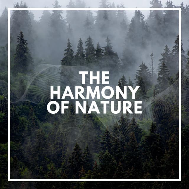 The Harmony of Nature - Rainforest Ambience