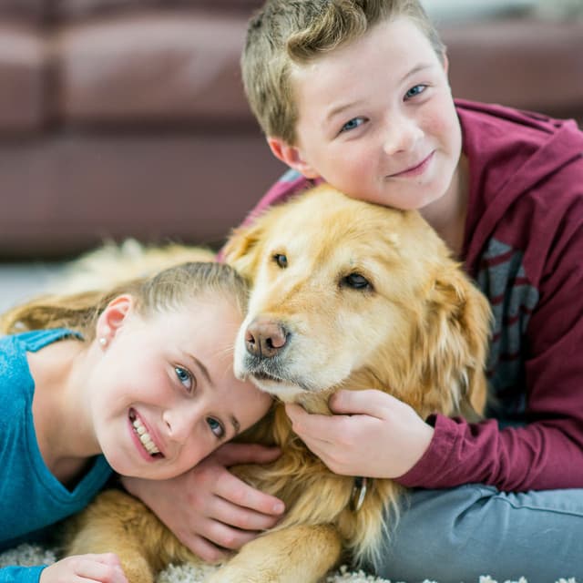 Serene Rainy Piano: Dog Comfort Rainfall - Coffee Shop Piano