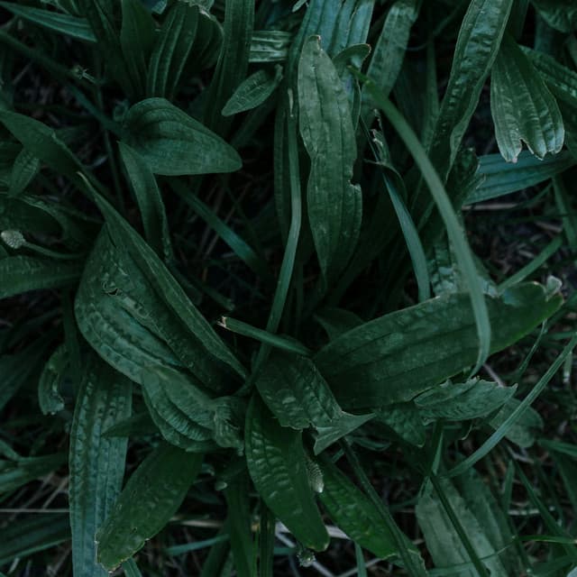 365 Rainfall: Zen - Meditation Rain Sounds