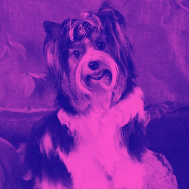 Music for Serene Doggy - Dog Calming Music