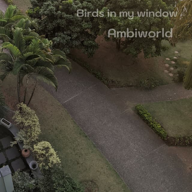 Birds in My Window - Ambiworld