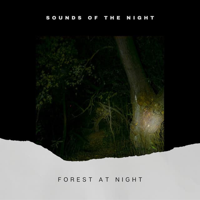 Forest at Night - Sounds of the Night