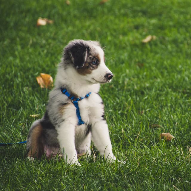 Paws and Piano: Rainy Dog Serenity Sonata - Raindrops for Calming Dogs