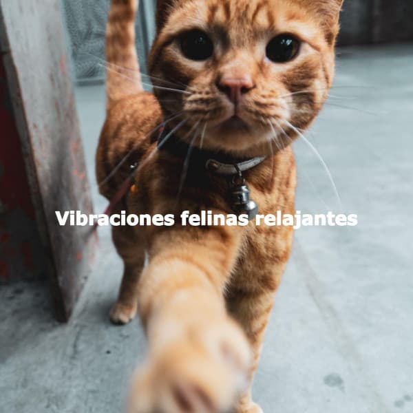 Vibraciones felinas relajantes - Easy Instrumental Jazz