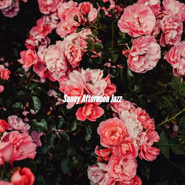 Sunny Afternoon Jazz - Coffee Shop Jazz Radio