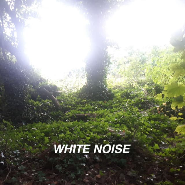 White Noise and Rain Collection - White Noise Collectors