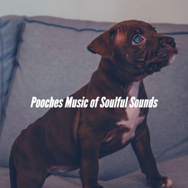 Pooches Music of Soulful Sounds - Calm Dog Music