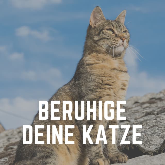 Beruhige Deine Katze - Katzenmusik