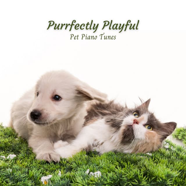 Purrfectly Playful: Pet Piano Tunes - Piano and Thunderstorm