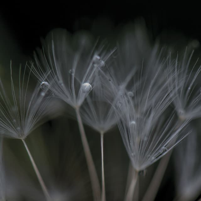 Nevermore - Ian Boddy