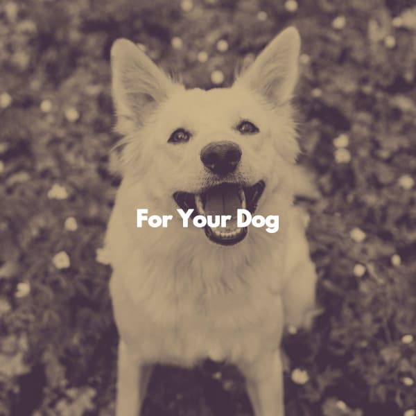 For Your Dog - Classy Dinner Music