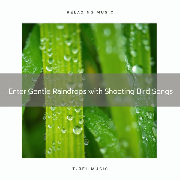 ! ! ! ! ! ! ! ! ! ! Enter Gentle Raindrops with Shooting Bird Songs - Heavy Rain Sounds