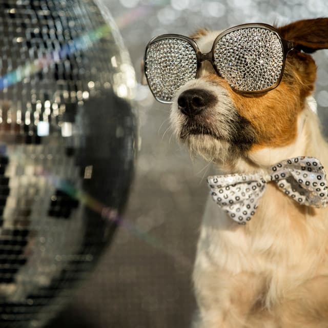 Music For Pet Comfort: Cozy Critter Cadence - Dreamy Thoughts