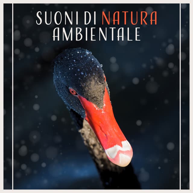 Suoni di natura ambientale - Musica di sottofondo per il relax e lo yoga, Calma la tua mente, Armonia e meditazione - Suoni naturali zen