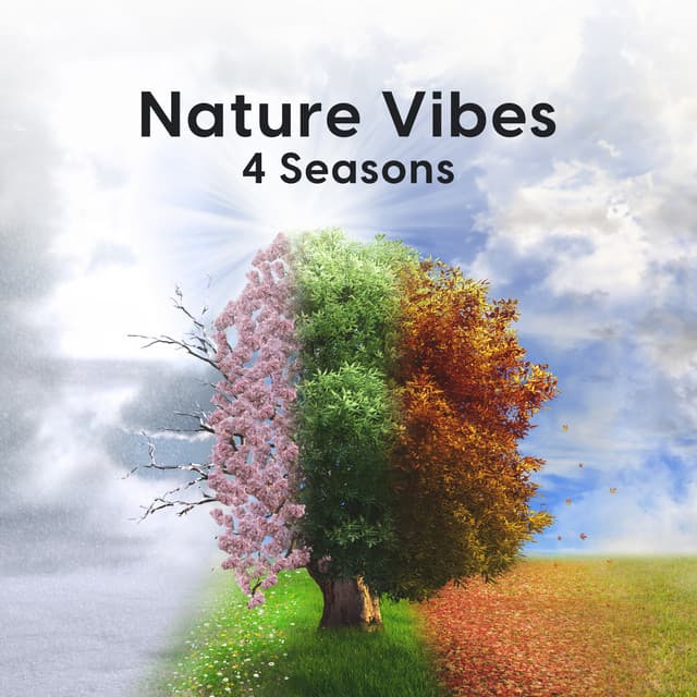 Nature Vibes: 4 Seasons - Calm Ocean Sounds