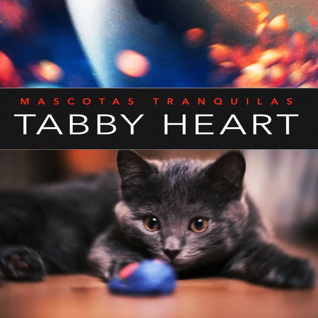 Tabby Heart - Mascotas tranquilas
