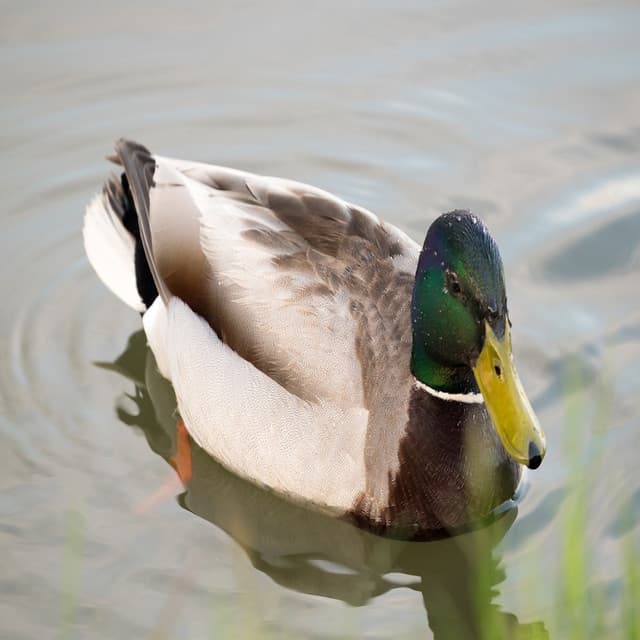 Soothing - Retrosoft