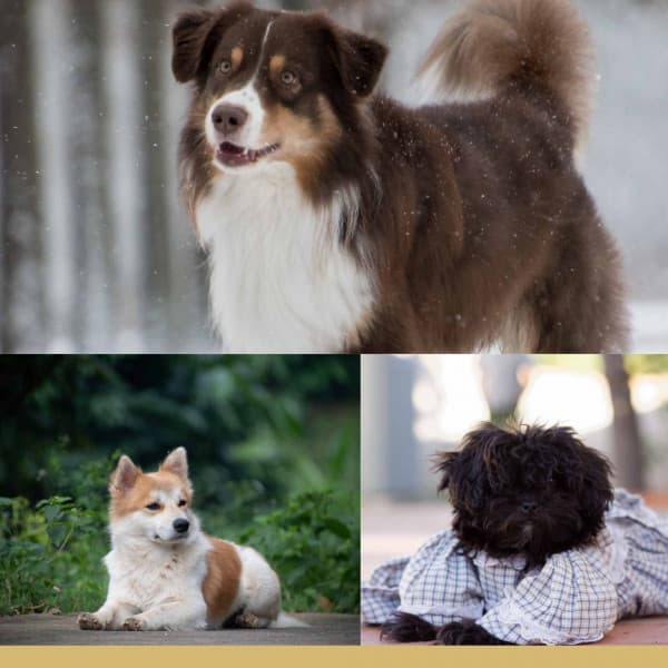 Feelings for Doggy Dreams - Songs for Dogs to Sleep To