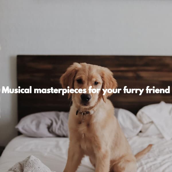 Musica para Leer Ambiente