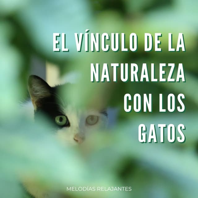 El Vínculo De La Naturaleza Con Los Gatos: Melodías Relajantes - Inicio de la primavera