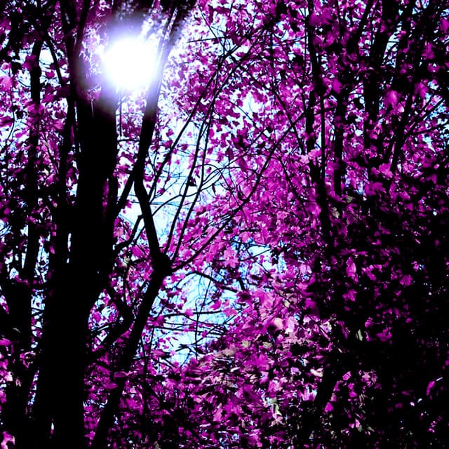 A Light Beyond the Trees - Zen Moods