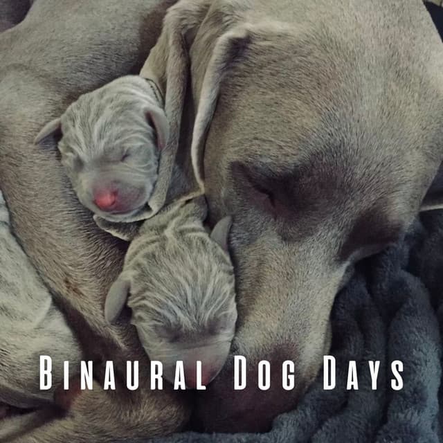 Binaural Dog Days: Soothing Rain and Theta Waves - Relaxation Rain Meditation