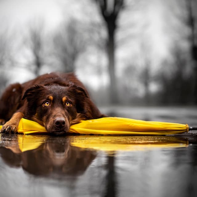 Canine Tranquility: Theta Waves, Rain - Dog Music Legends