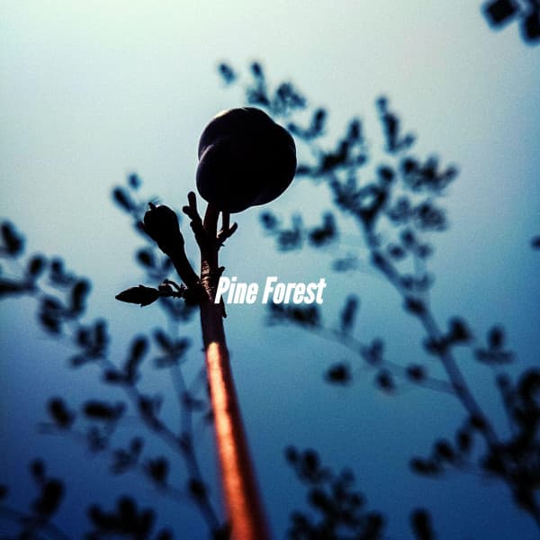 Pine Forest - Study & Chill