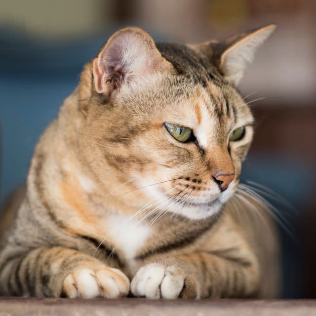 Harmonic Binaural Purrfect Bliss: Soothing Theta Frequencies for Content Cats - Selective Sounds TTA