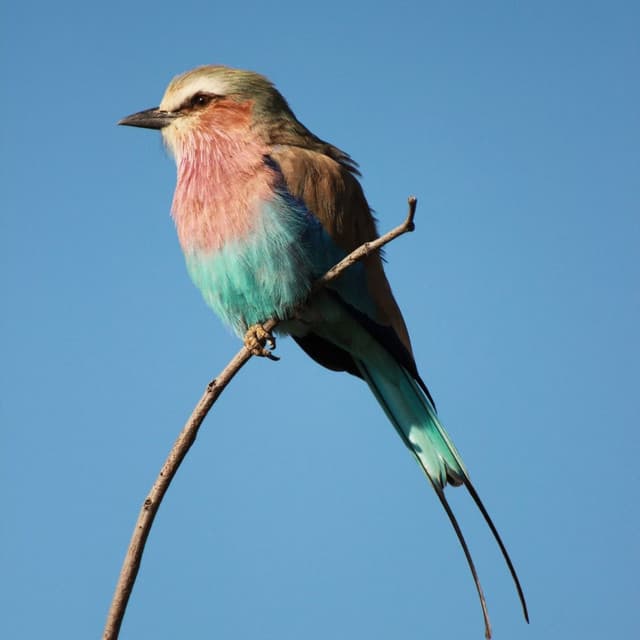 Ethereal Echoes: Bird Melodies for Soulful Meditation - Bird Recordings