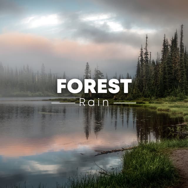 Forest Rain - Rain Sounds Sleep