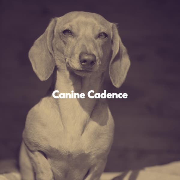Canine Cadence - Popular Jazz Lounge Bar