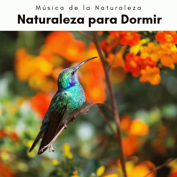 A h o r a: Naturaleza para Dormir - Música de la Naturaleza