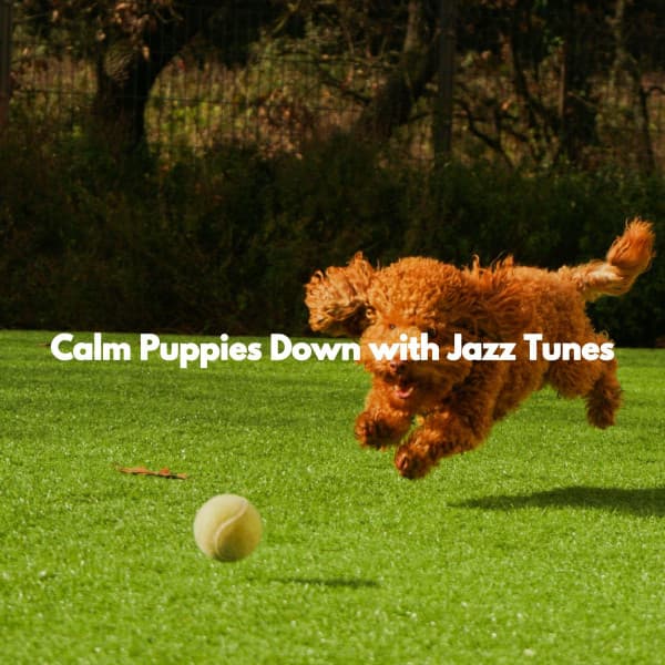 Calm Puppies Down with Jazz Tunes - Study Music Deluxe