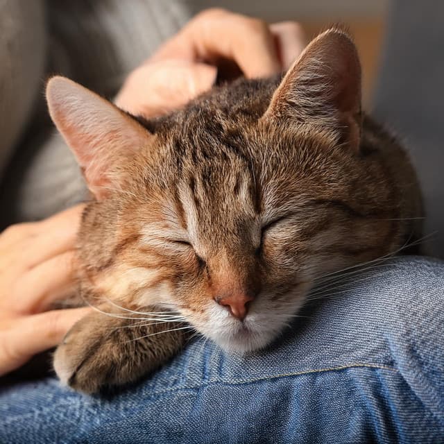 Melodías Tranquilas Para Gatos: Sonidos Suaves Para Gatos - Ecos de la Tierra