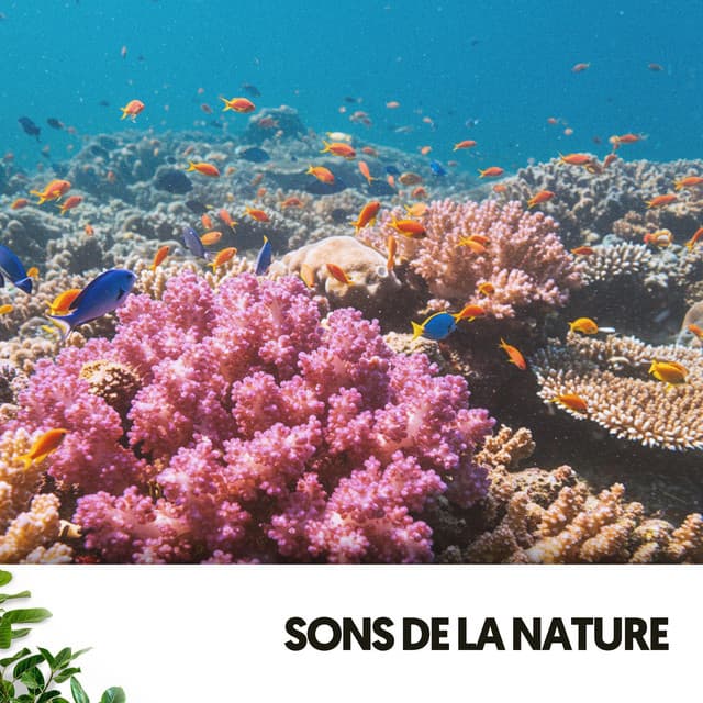 Sons de la Nature: Mélodies sous les Vagues - Relajacion