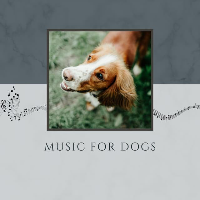 Music For Dogs - Relaxing Piano For Pets