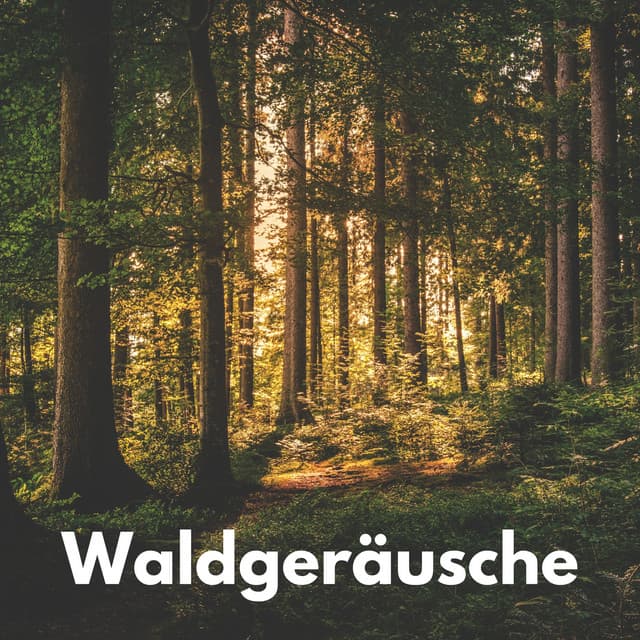 Waldgeräusche - Berlin Rain
