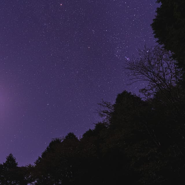 Night Cricket Sounds - Bell Crickets