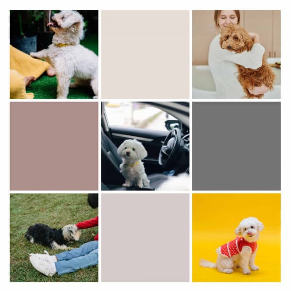 Morning Walks - Background Music - Good Dog Music